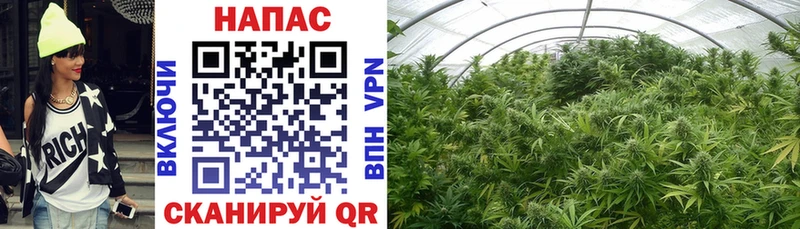 Шишки марихуана THC 21%  как найти закладки  Шумерля 